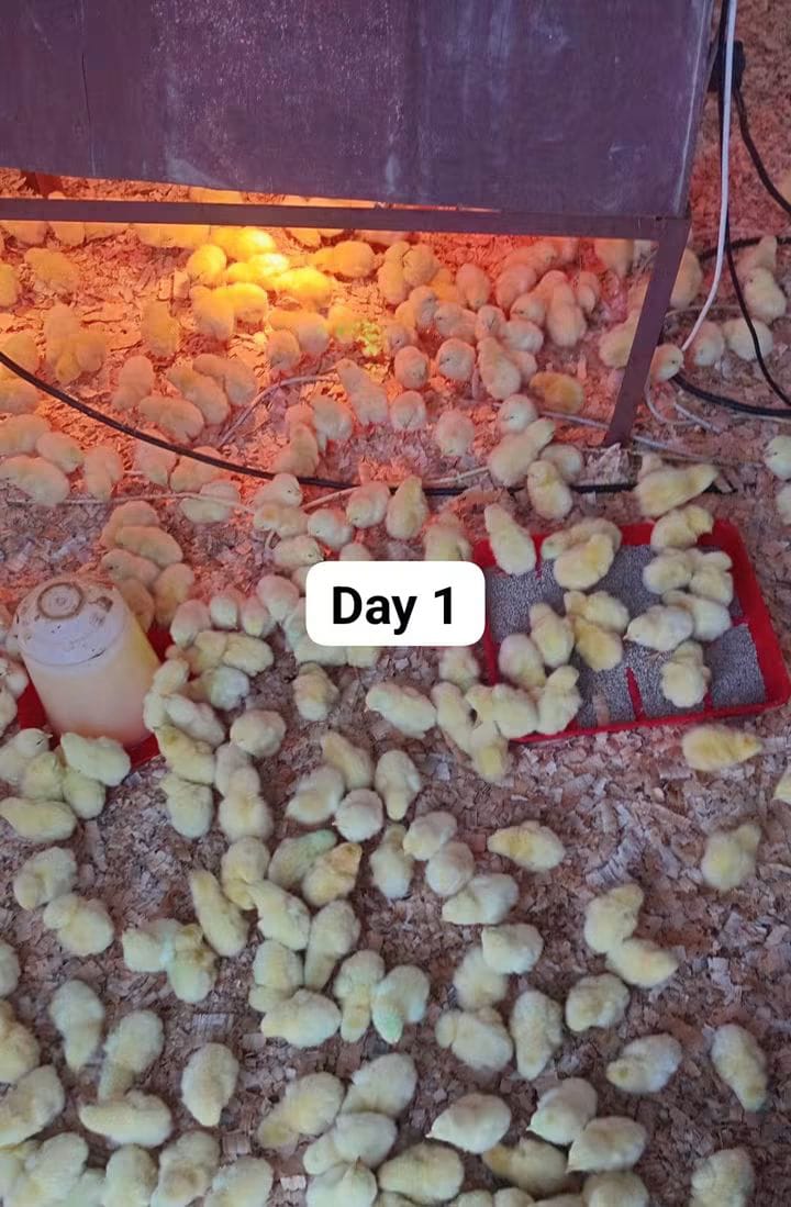 Day-old broiler chicks